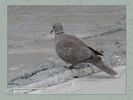 Имя файла=P1010865.jpg
Размер файла=44КБ
Размеры=450x338
Дата=Сент 14, 2007 P1010865.jpg