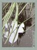Имя файла=angel_new_year_01.jpg
Размер файла=84КБ
Размеры=338x450
Дата=Дек 25, 2011 angel_new_year_01.jpg