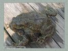 frog_album0026.jpg