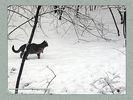 Имя файла=nature_fauna_011.jpg
Размер файла=60КБ
Размеры=450x338
Дата=Янв 24, 2004 nature_fauna_011.jpg