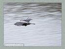 Имя файла=2007_0018.jpg
Размер файла=80КБ
Размеры=450x338
Дата=Янв 21, 2007 2007_0018.jpg