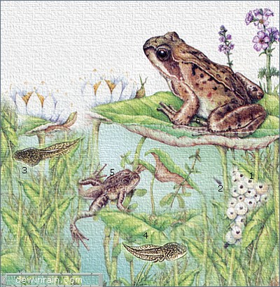 12 month лягушки